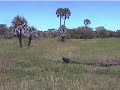 GORONGOSA-MO�AMBIQUE