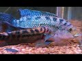 起重器dempsey cichlids 在嘴唇lock.html