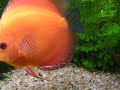 Mi Acuario de Discus 
