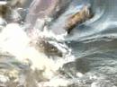 Tawas Lake Carp