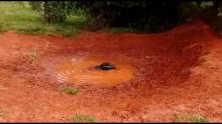 Tamanduá-bandeira de Iturama