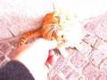 Rav i Ribe ambercat Boris