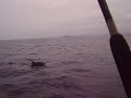 PESCA DE DORADO EN IXTAPA-ZIHUATANEJO 26-JUN-09