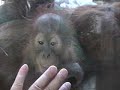 Budi the Baby Orangutan sharing snow with Jahe Budi the Baby Orangutan sharing snow with Jahe