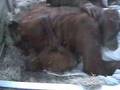 Budi the Baby Orangutan sharing snow with Jahe