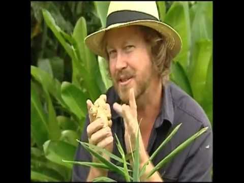 how to harvest edible ginger