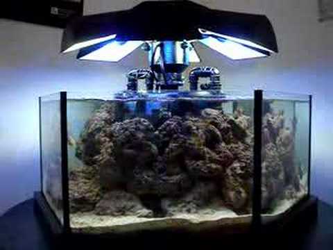 Watch "angelfish scalare skalar skalare discus"