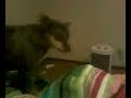 Cat riding Dog Cat riding Dog