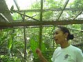 ITAO, Macaw Mountain 3 ITAO, Macaw Mountain 3