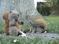 Squirrels Gone Wild - College Edition Squirrels Gone Wild - College Edition