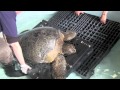 Sea Turtle