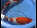 videos de kohaku matsue