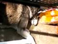 videos de Der arme Hund Husky  (Biedny pies syberyjski Husky)