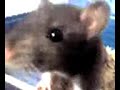 rats ratou rat ouaiii