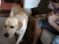 videos de Cheste o Cão Educado