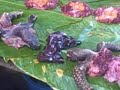 Turtle meat, eggs, unborn eggs with entrails, and shells for sale at the Belen market in Iquitos