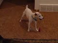 mickey-jack-russell-terrier-doing-tricks.html