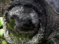 The Turtle