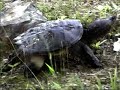 The Turtle