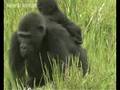 'Lost world' of gorillas discovered in the Congo 'Lost world' of gorillas discovered in the Congo