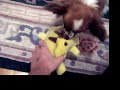 Give me back my Pikachu!!! Part 2