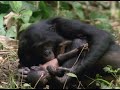 Click here to watch this video Bonobo: the Female Alpha