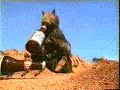 Funny Commercial - Budweiser Ants