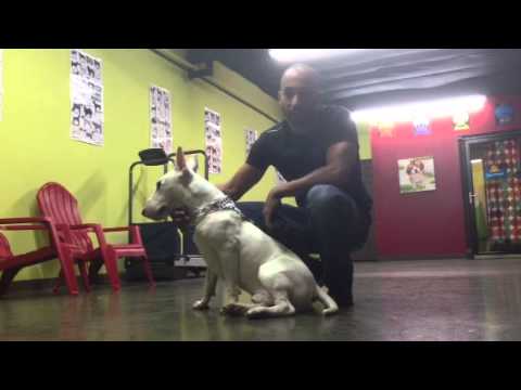 how to train bull terrier