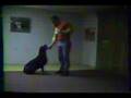 Superdog Dan Obedience and pet tricks