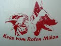 Kess DVG-Quali Heinitz B