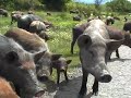 Schweine in Kachetien, Georgien / Pigs in Kakhehti, Georgia