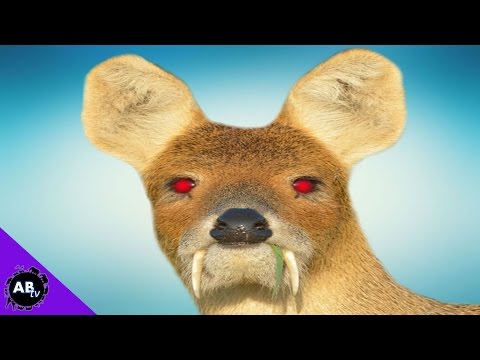 YouTube reptile video