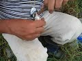 Cirurgia na Tainha
