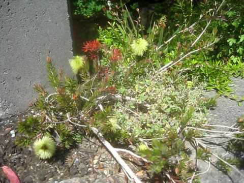 how to fertilize bottlebrush
