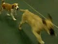 Anatolian   Shepherd  Pup 4 mo. old