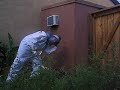 Angry bees under shed