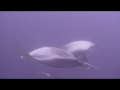 Swimming With Mantas At 100 Ft In Maldives