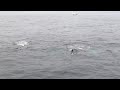 Whales - Bay Bulls Newfoundland July 19 2011