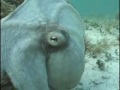 amazing-video-underwater.html