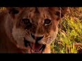 Superpride of Lions Superpride of Lions