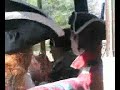 Northern Platoon Vol. 2: British Bus Ride