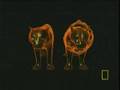 Lion and Tiger Compared