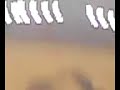 qk   la pucha asesina