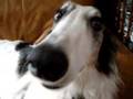 Borzoi video