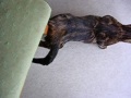 Ma chatte est une chienne