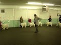 UKC  Samoyed  Breed Ring (Gage and Misty) 2-18-07