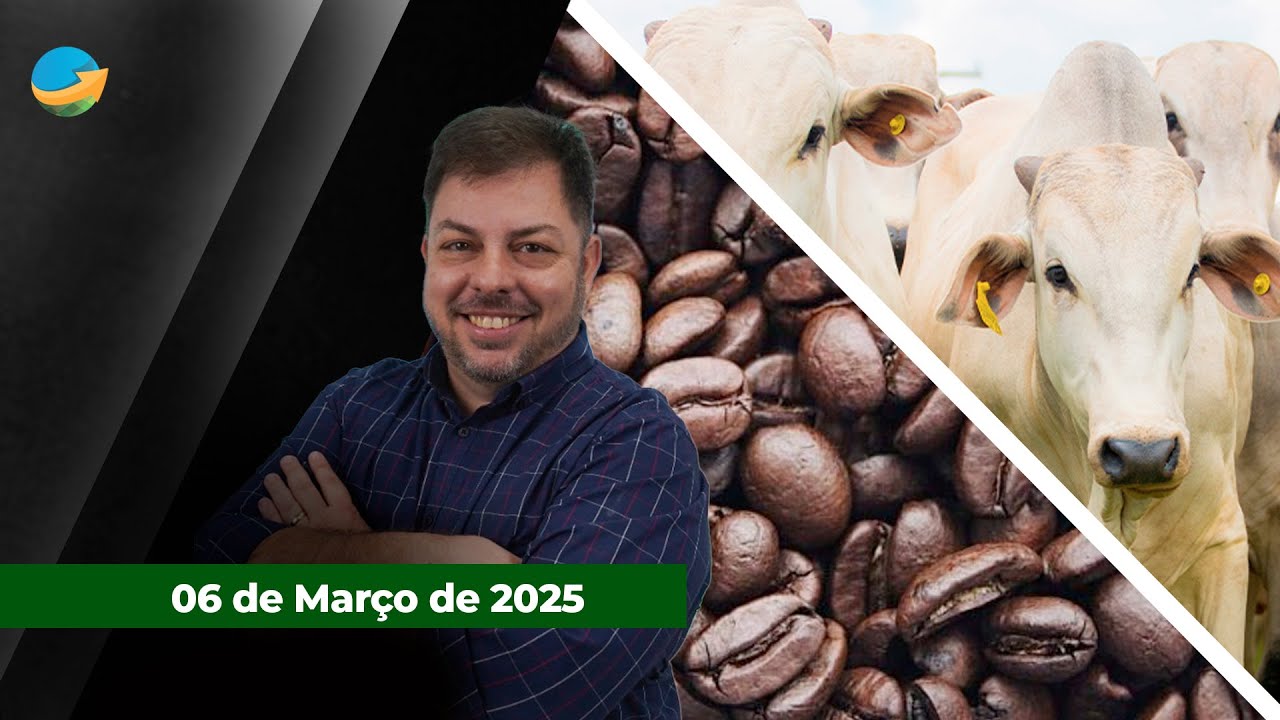 Boi gordo tem dia de queda em 19 das 32 praças pesquisadas pela Scot Consultoria;  Café também te...