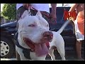 Bichos e Cia 3ª parte 01/05/2008 Pitbull Bichos e Cia 3ª parte 01/05/2008 Pitbull
