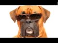 8 Reasons for Animal Birth Control 8 Reasons for Animal Birth Control