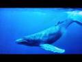 Whale Song - Pieśń Wielorybów